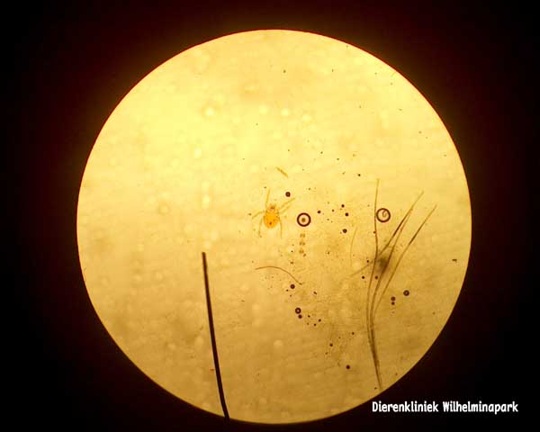Een afbeelding van een herfstmijt onder de microscoop.